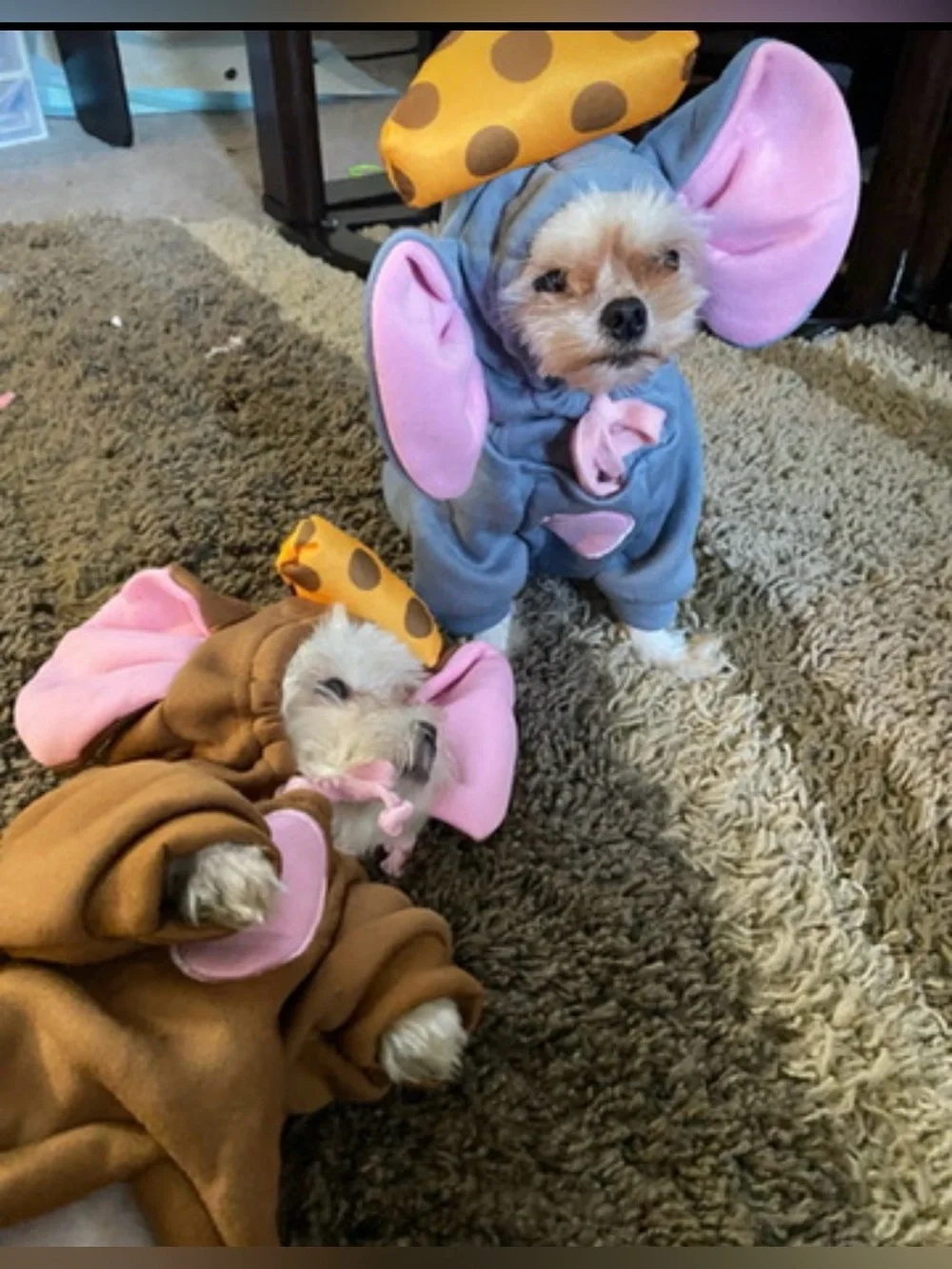 Halloween costumes for puppy’s Size xs/s 2 mice